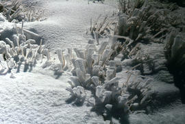 Snow and ice formations on tufts of grass
