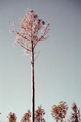 Timber worker scales tree in Florentine Valley