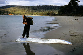 Man inspects ribbon fish on beach