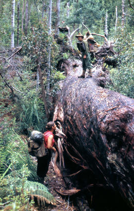 Bushwalkers alongside fallen tree