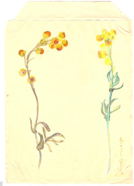 Helichrysum semi-papisum