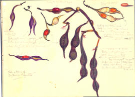 Erythrina vespertilio - pods and beans
