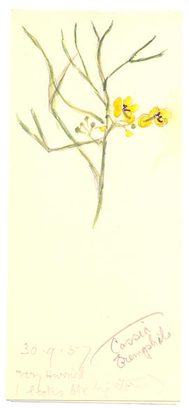 Cassia eremophila