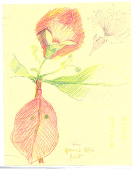 Careya australis