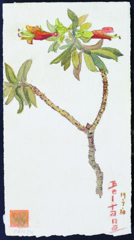 Eremophila maculata