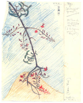 Erythrina vespertilio - Bean Tree