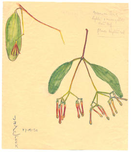 Loranthus miguelii